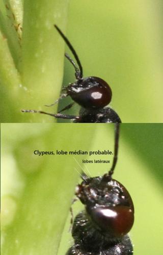 Astata sp.